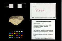Foto (Objekt + Etikett) von Pithonoton marginatum (von Meyer, 1842)  (NHMW-GEO-2014-0194-0866)